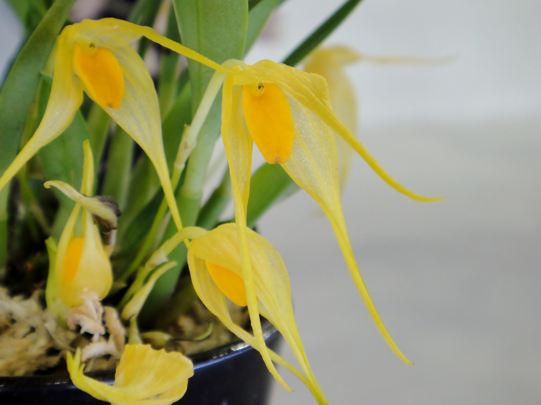 Bulbophyllum ankylochele J.J. Vermuelen